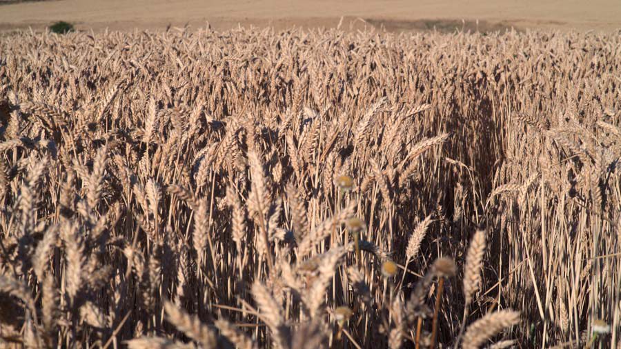 Detalle campos de trigo Soria