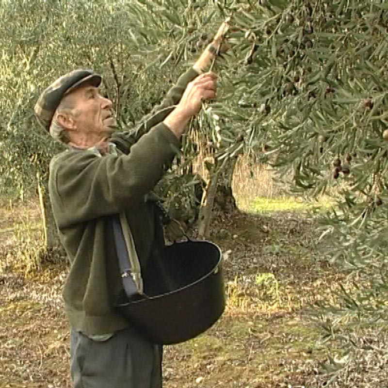 Reserva de la biosfera: olivo
